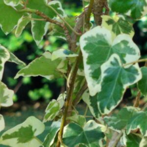 Hedera helix ‘Latina’ – Lierre d’ornement