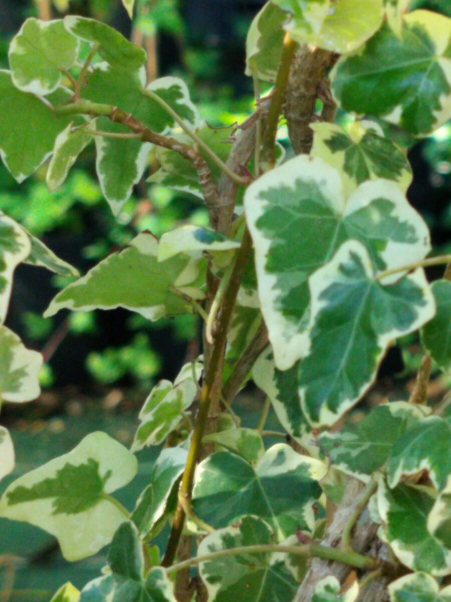 Hedera helix 'Latina'