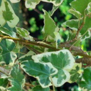 Hedera helix ‘Latina’ – Lierre d’ornement