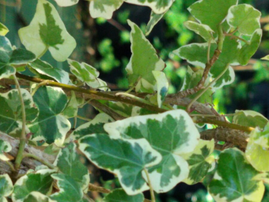 Hedera helix 'Latina'