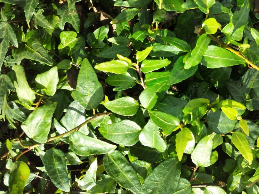 Hedera helix 'Leo Swicegood'