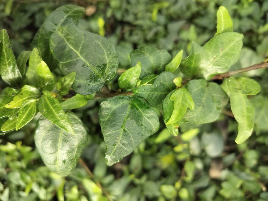 Hedera helix 'Leo Swicegood'