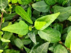 Hedera helix 'Leo Swicegood'