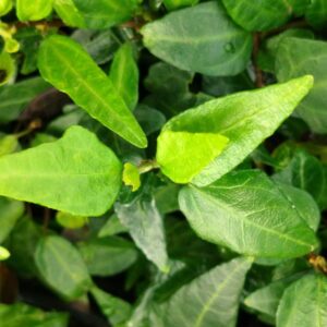 Hedera helix 'Leo Swicegood' - Ornamental ivy