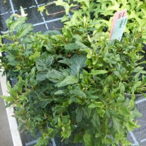 Hedera helix 'Lilliput' - Ornamental ivy