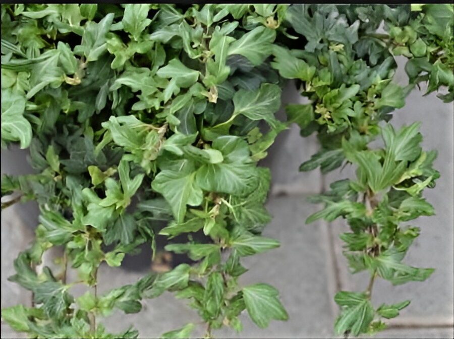 Hedera helix 'Lilliput'