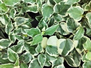 Hedera helix 'Little Diamond'