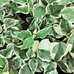 Hedera helix ‘Little Diamond’ – Lierre d’ornement