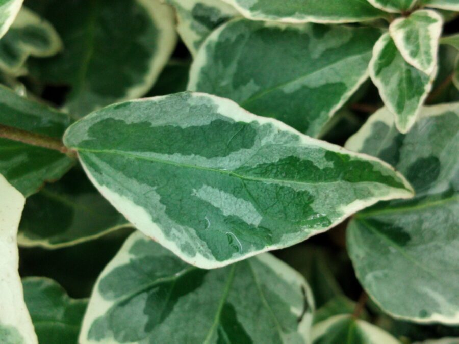 Hedera helix 'Little Diamond'