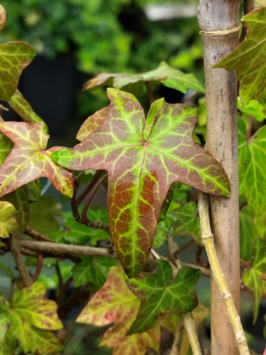 Hedera helix 'Lullingen'