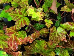 Hedera helix 'Lullingen'