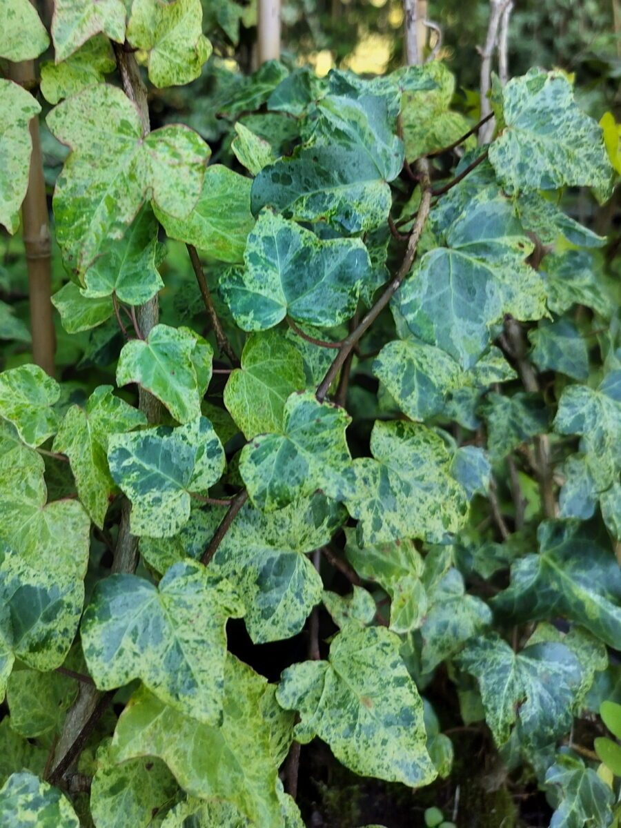 Hedera helix 'Luzii'