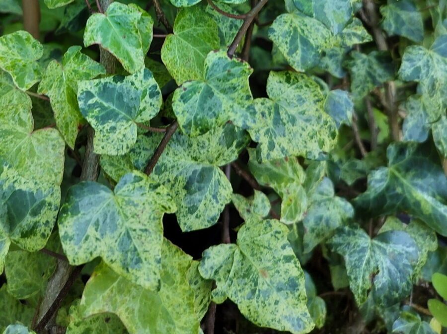 Hedera helix 'Luzii'