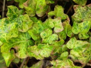 Hedera helix 'Little Luzii'