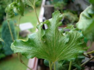 Hedera helix 'Malvern'