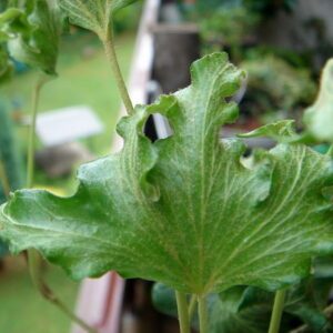 Hedera helix ‘Malvern’ – Lierre d’ornement