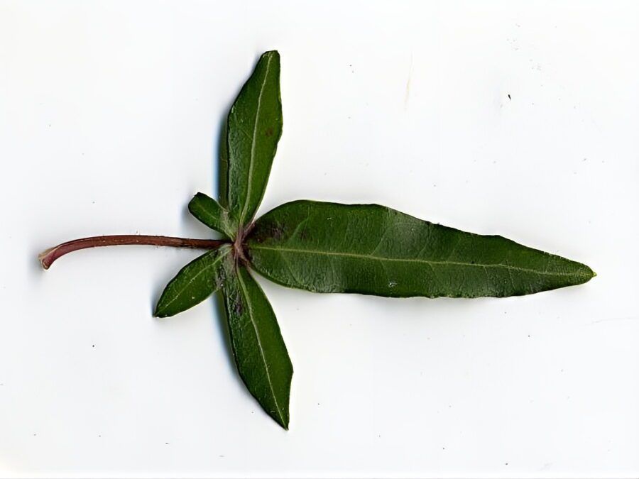 Hedera helix 'Marie Luise'