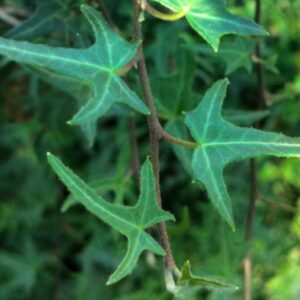 Hedera helix ‘Mariposa’ – Lierre d’ornement