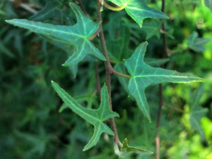 Hedera helix 'Mariposa'