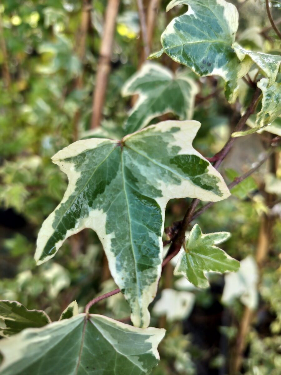 Hedera helix 'Mathilde'