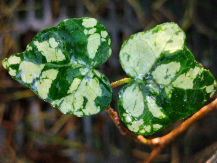 Hedera helix 'Micro Kolibri'