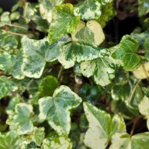 Hedera helix ‘Micro Kolibri’ – Lierre d’ornement