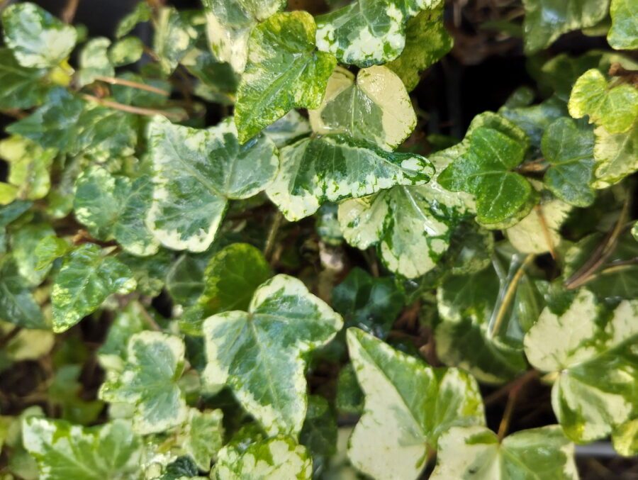 Hedera helix 'Micro Kolibri'