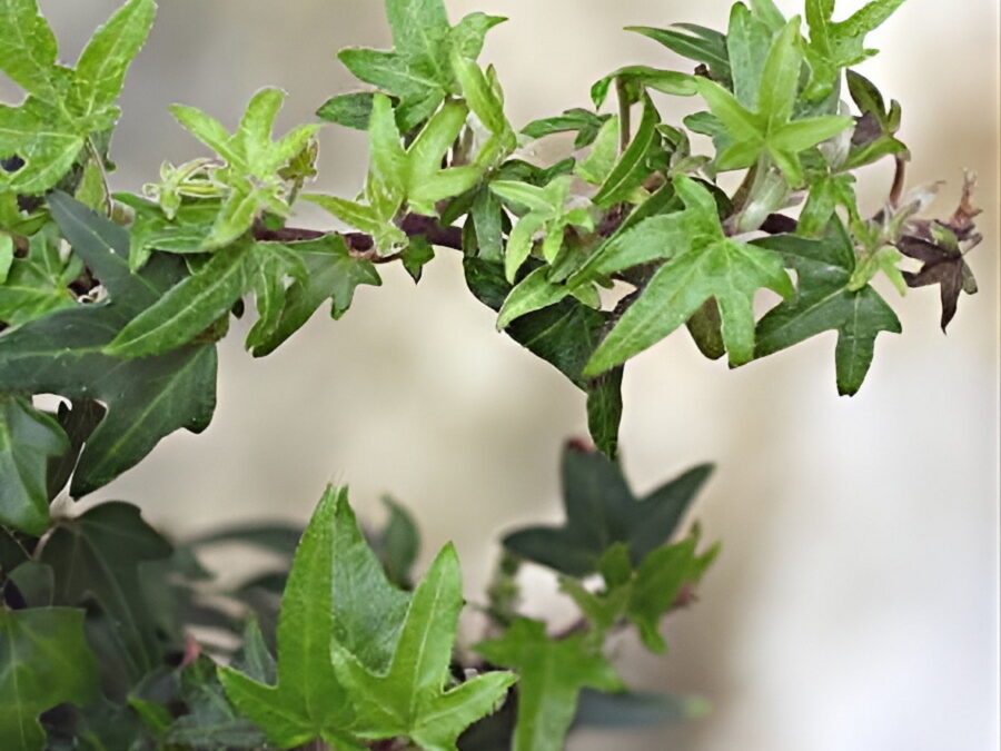 Hedera helix 'Midget'