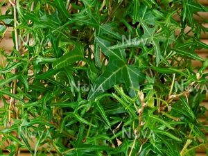 Hedera helix 'Mini Heron'