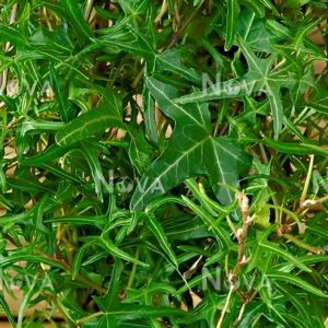 Hedera helix 'Mini Heron' - Ornamental ivy