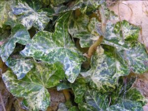 Hedera helix 'Minor Marmorata'