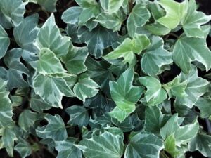 Hedera helix 'Misty'