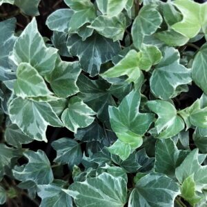 Hedera helix ‘Misty’ – Lierre d’ornement