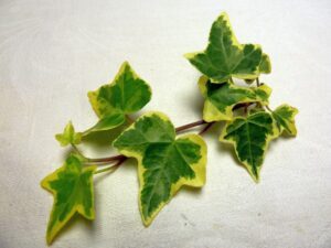 Hedera helix 'Monica'