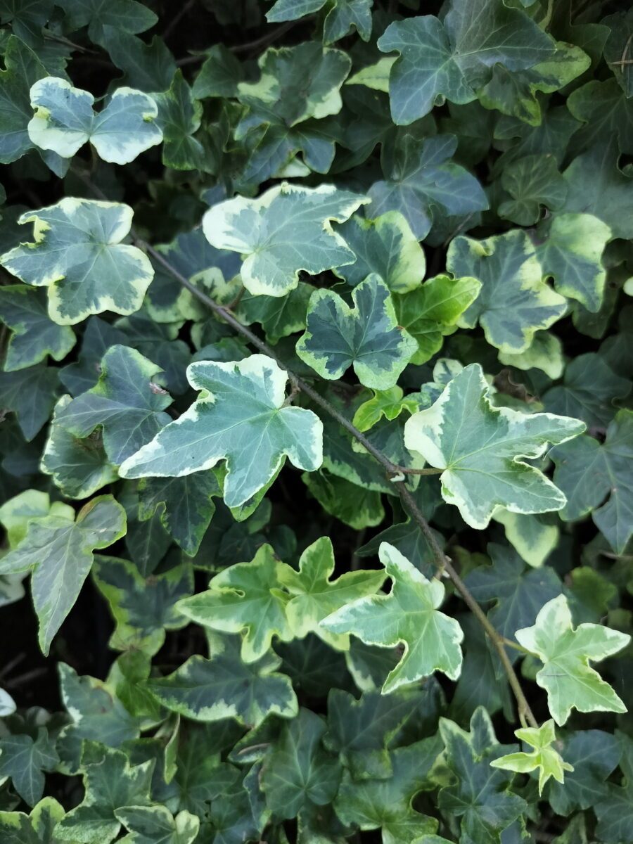 Hedera helix 'Nena'