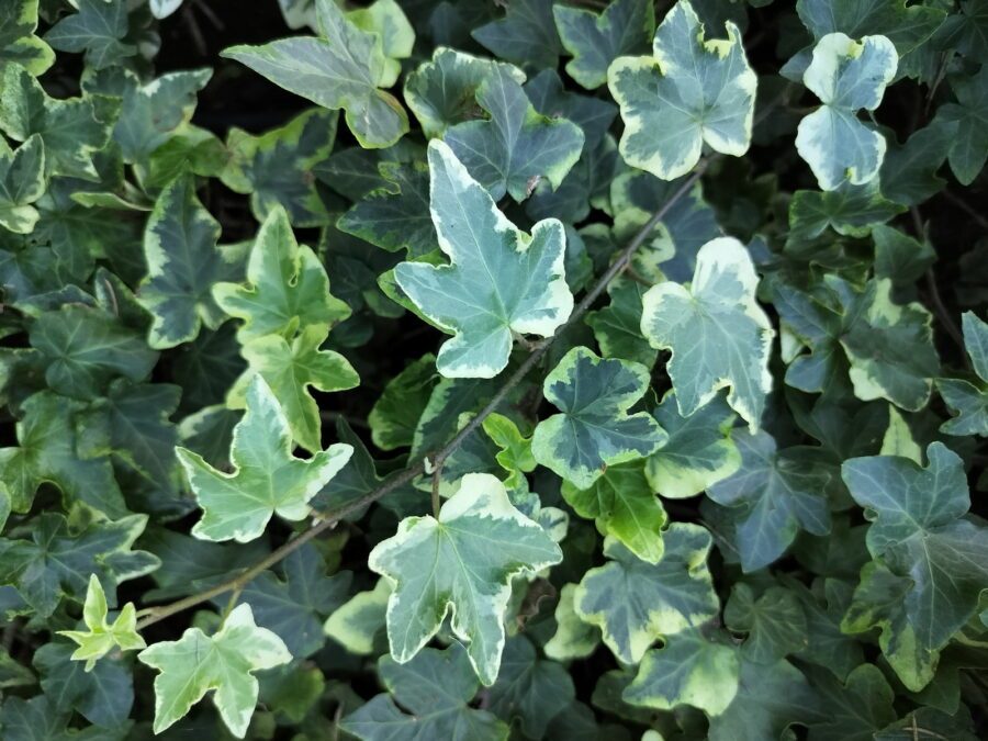 Hedera helix 'Nena'