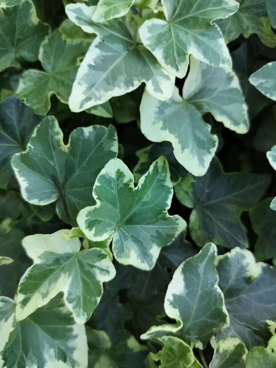 Hedera helix 'Nena'