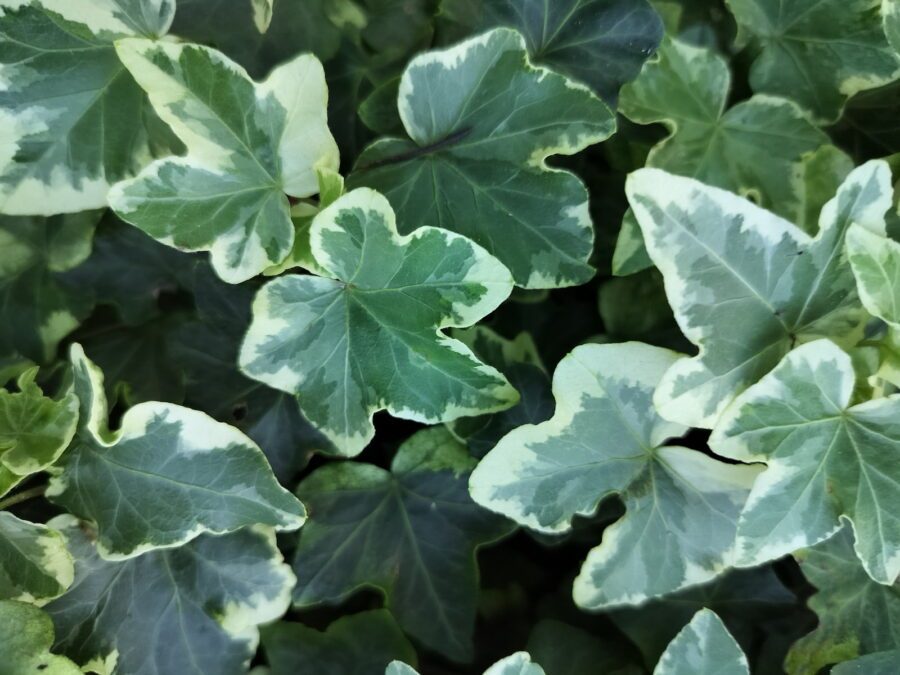 Hedera helix 'Nena'