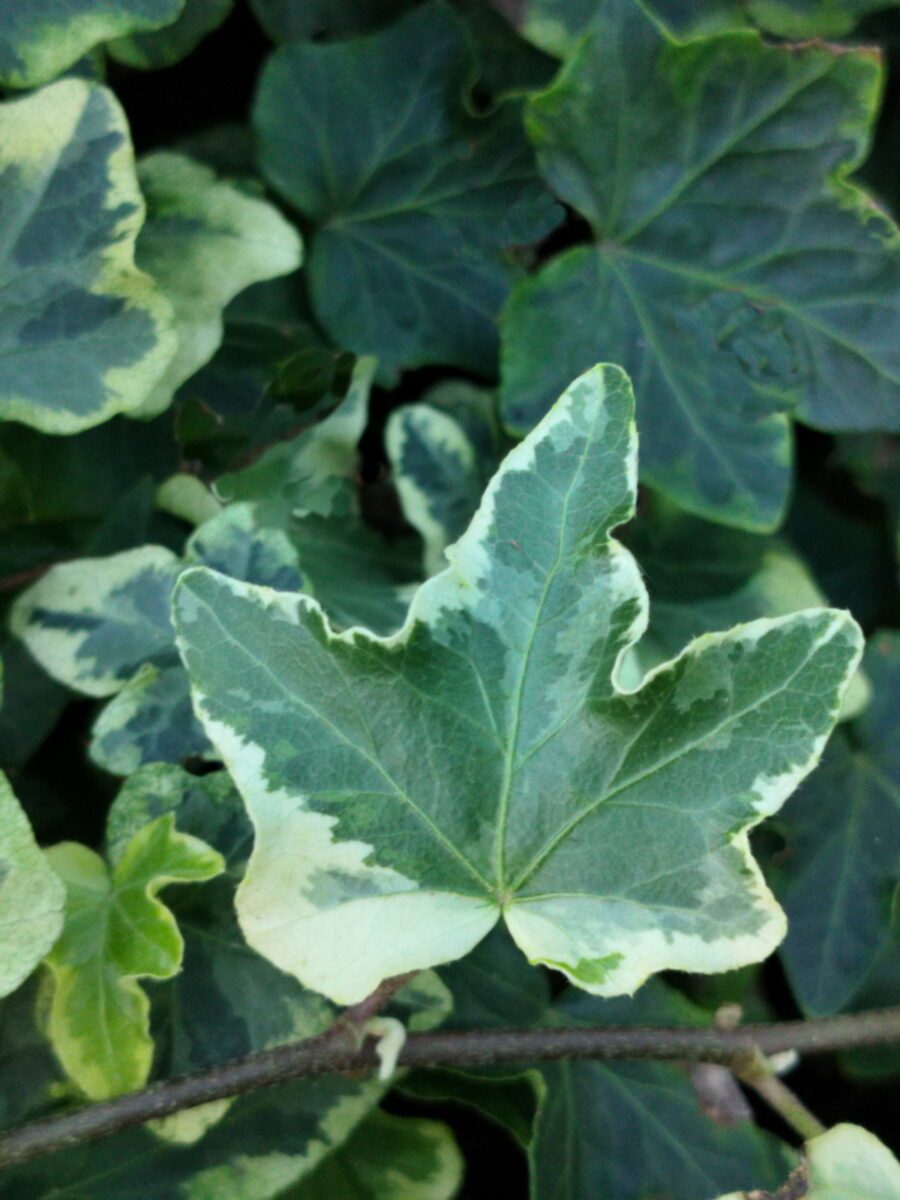 Hedera helix 'Nena'