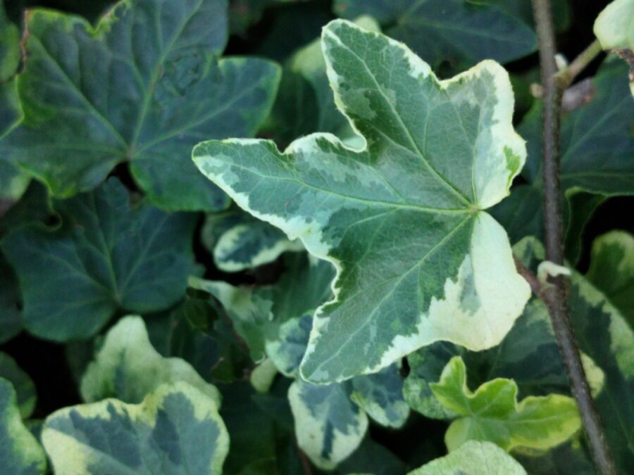 Hedera helix 'Nena'