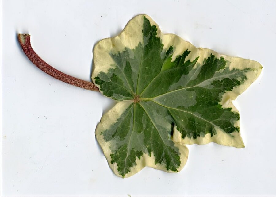 Hedera helix 'Nena'