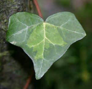 Hedera helix 'Nugget'