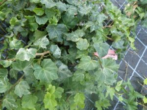 Hedera helix 'Odin'