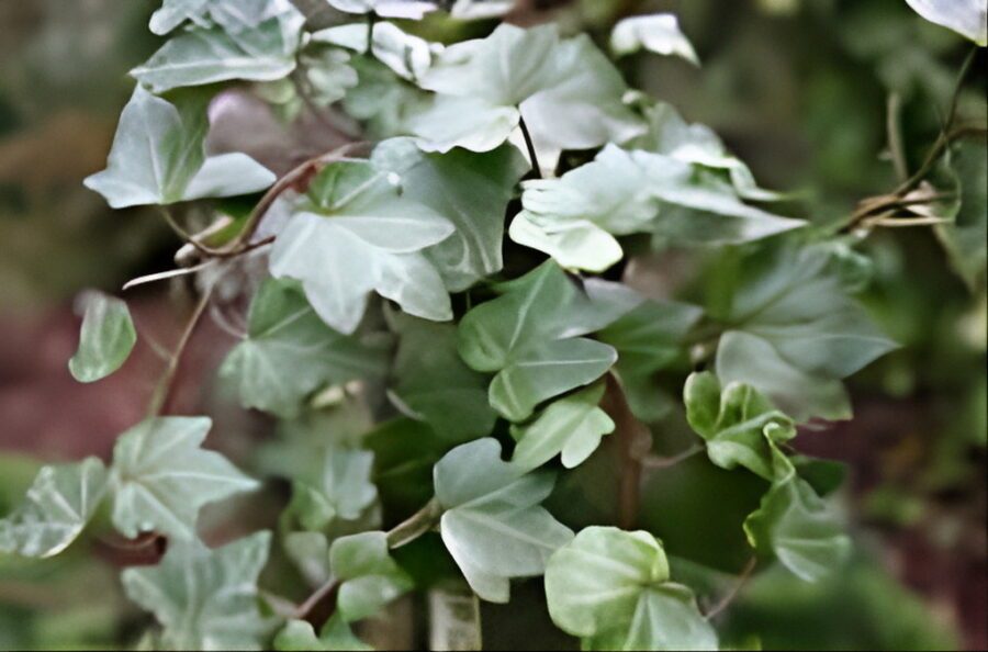 Hedera helix 'Odin'