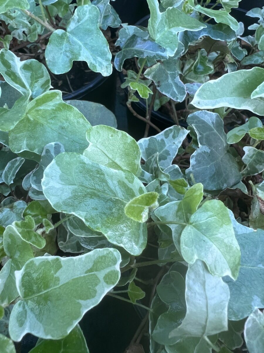 Hedera helix 'Paper Doll'
