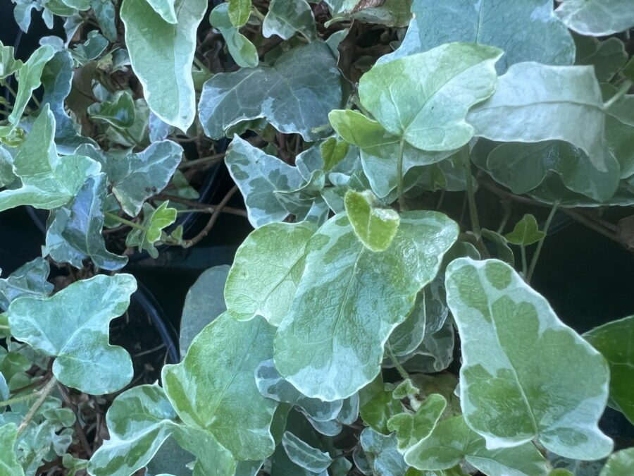 Hedera helix 'Paper Doll'