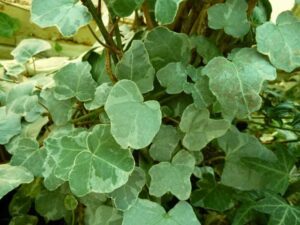 Hedera helix 'Paper Doll'