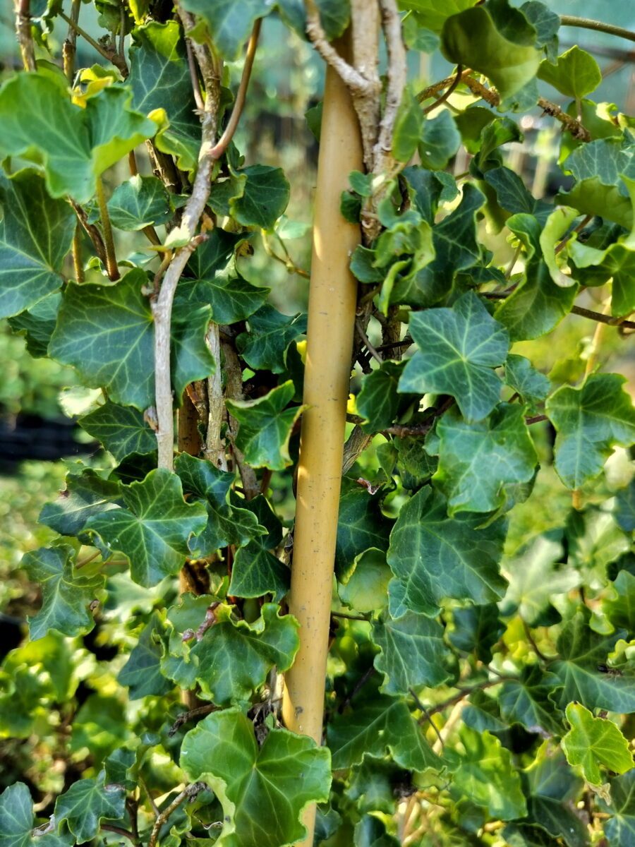 Hedera helix &#039;Parsley Crested