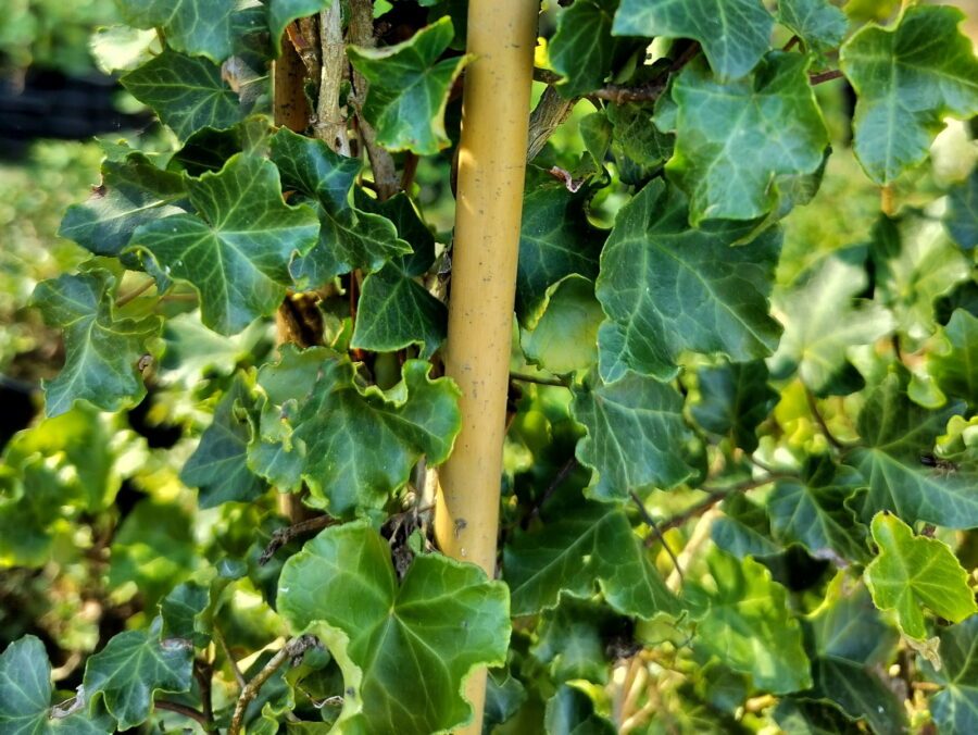 Hedera helix 'Parsley Crested'