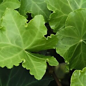 Hedera helix ‘Parsley Crested’ – Lierre d’ornement